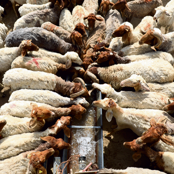 עדר צמא, אתמול בבקעת הירדן | צילום: שאול גולן