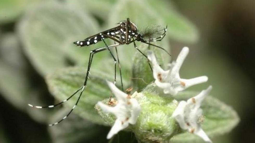 יתוש הטיגריס האסייאני (צילום: אלון עתני) (צילום: אלון עתני)