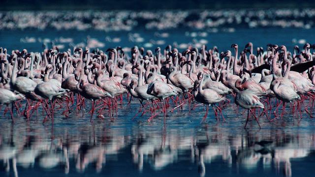 אגם נקורו, קניה.  (צילום: דוד דבי) (צילום: דוד דבי)