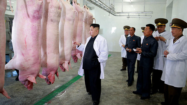 קים ג'ונג און מבקר בחוותה לגידול חזירים בצפון קוריאה (צילום: AFP, KCNA VIA KNS) (צילום: AFP, KCNA VIA KNS)