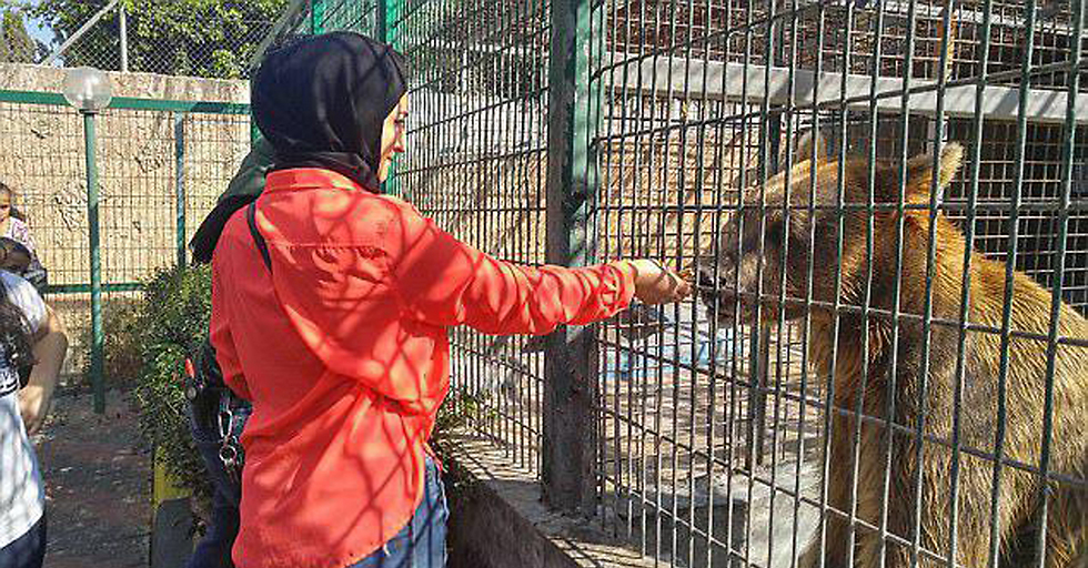 הדוב קטע את היד ואכל אותה. דוב בגן החיות בקלקיליה ()