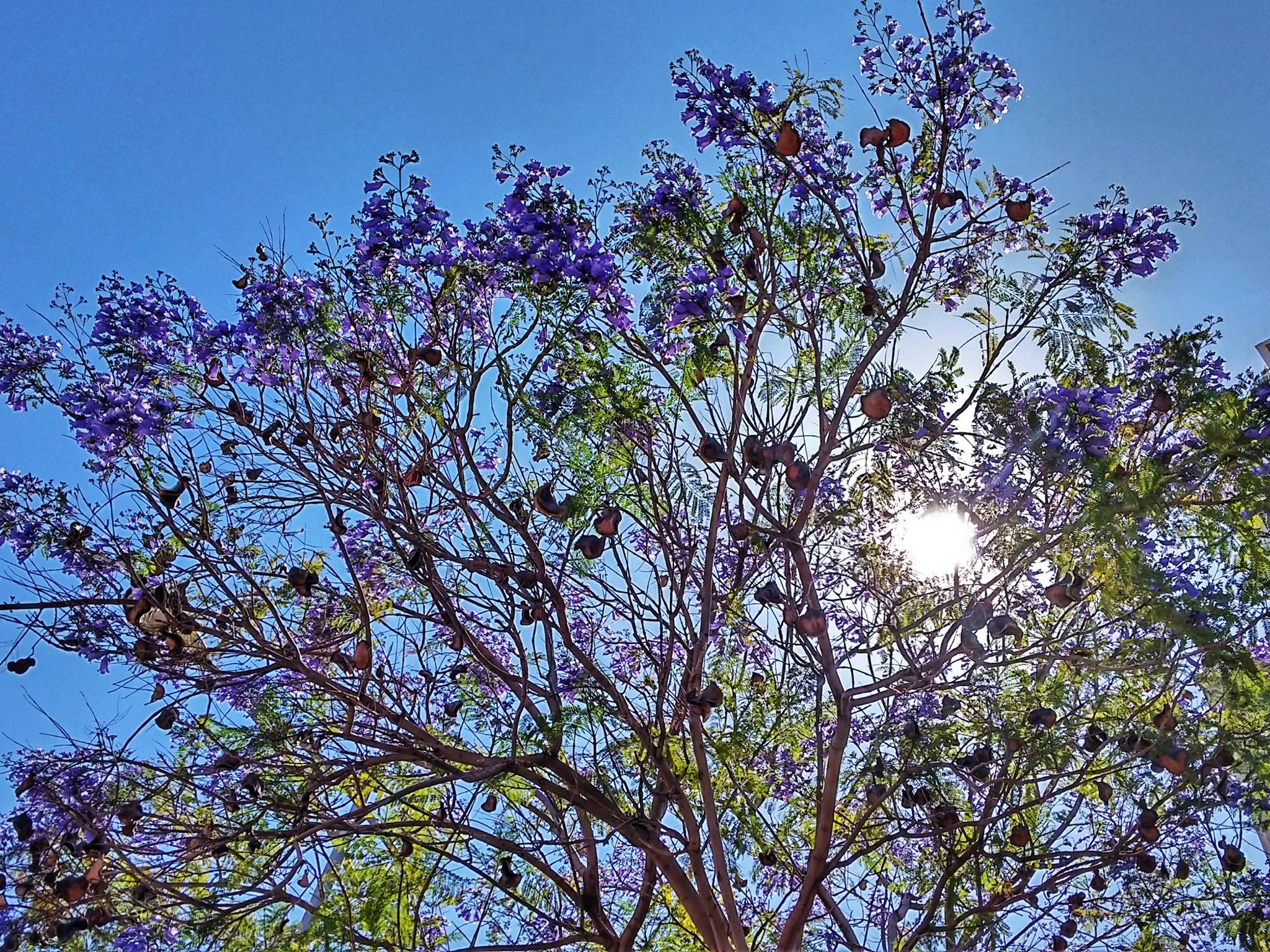 Дерево в Израиле с фиолетовыми цветами