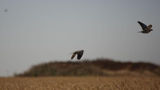 ציפורים ליד יער בארי (צילום: רועי עידן) (צילום: רועי עידן)