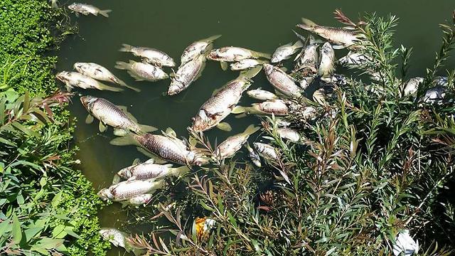 דגים מתים צפים בנחל הירקון, לפני כשבועיים ()