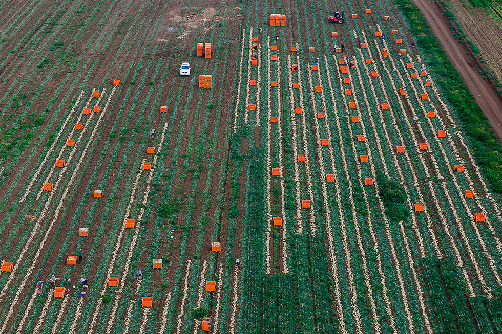 קטיף בצלים בעמק יזרעאל  (צילום: ישראל ברדוגו) (צילום: ישראל ברדוגו)
