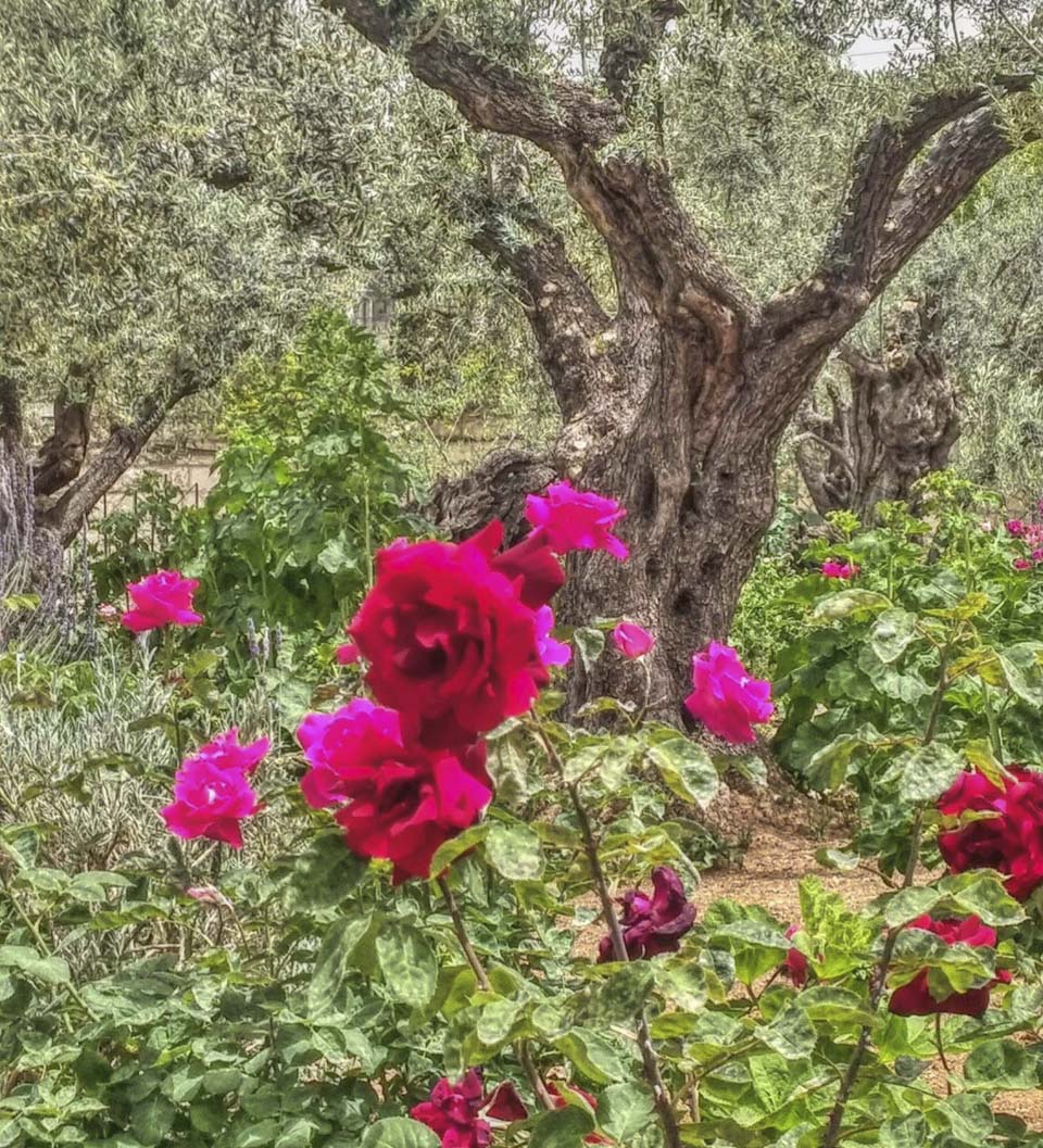 Розы в Гефсиманском саду. Фото: Вадим Малев