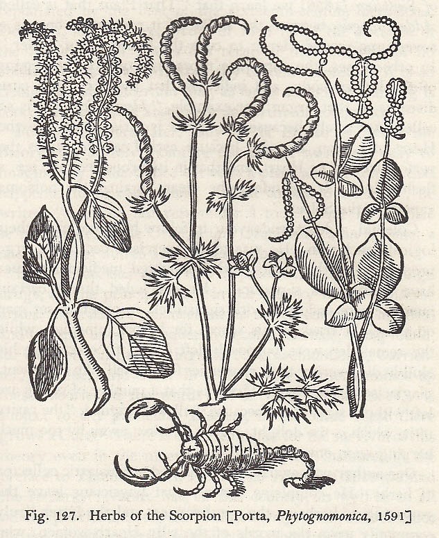 צמחים הדומים לעקרבים הם סגולה כנגד עקיצתם. ג'ובאני בטיסטה דלה פורטה, 1588 ()