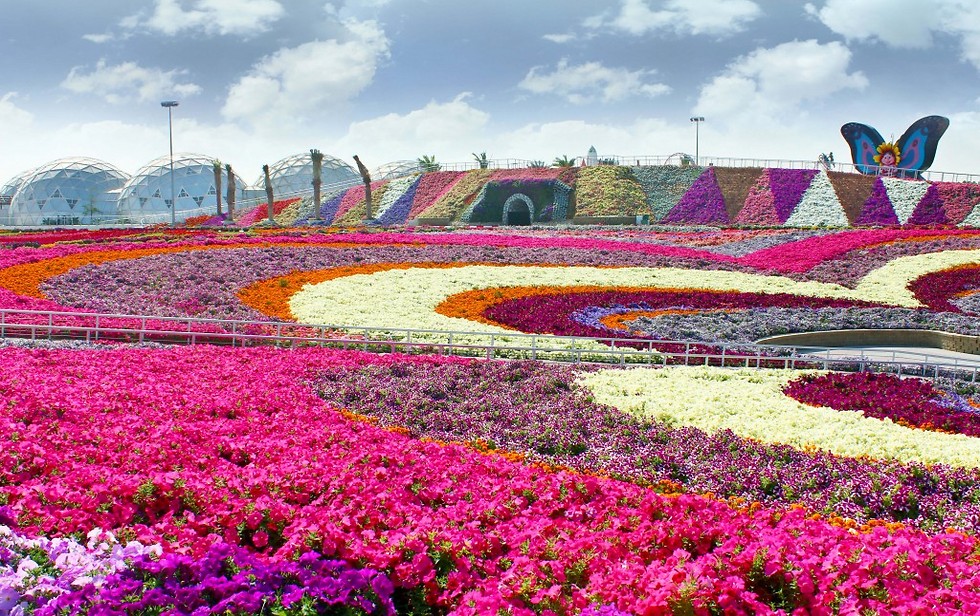 גן הפרחים הגדול ביותר בעולם. "הגן הפלאי" בדובאי (צילום: Dubai Miracle Garden) (צילום: Dubai Miracle Garden)