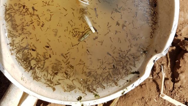 הצטברות של יתושים במים המזוהמים (עמותת צלול) (עמותת צלול)