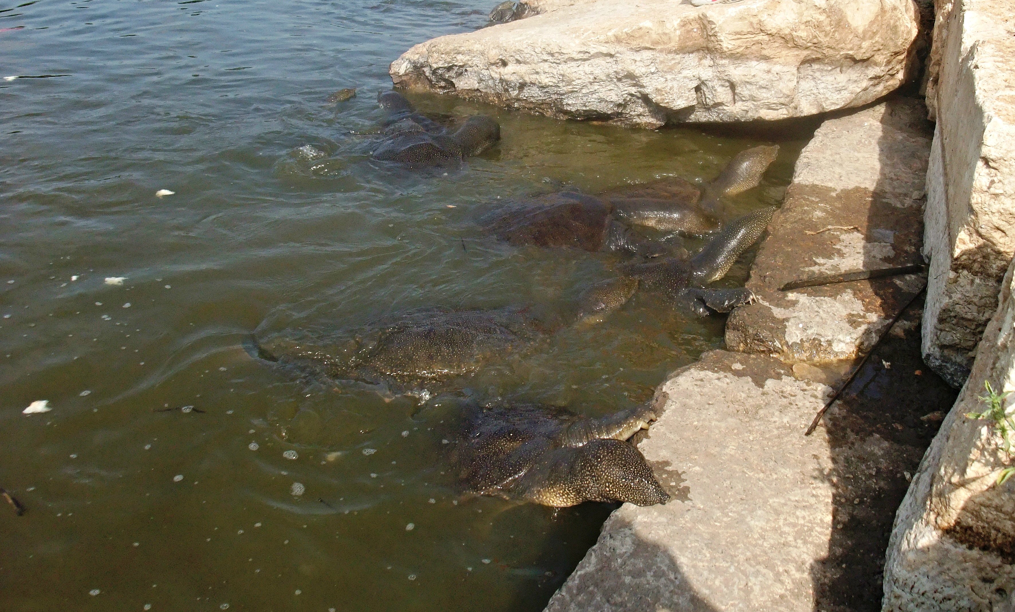 Черепахи на мелководье речки Александр. Фото: Леон Левитас