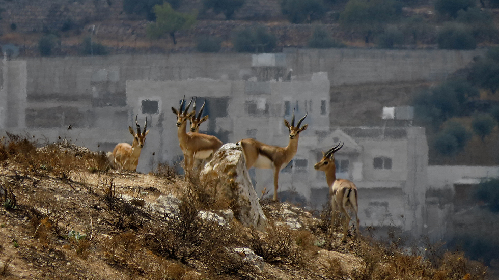 צבאים בירושלים (צילום: יערה ישראלי) (צילום: יערה ישראלי)