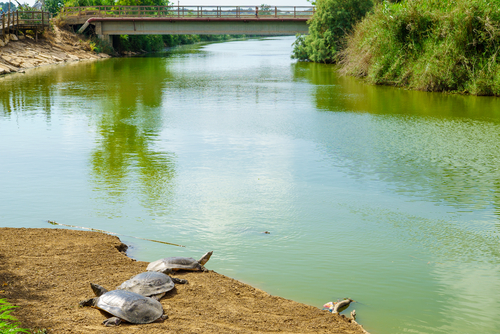 Черепахи около речки Александр. Фото: shutterstock