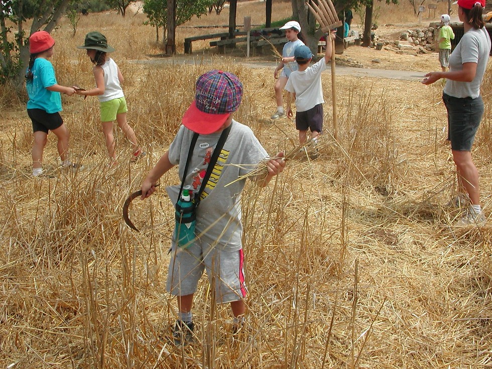 Harvest in Neot Kedumim (Photo: Neot Kedumim)