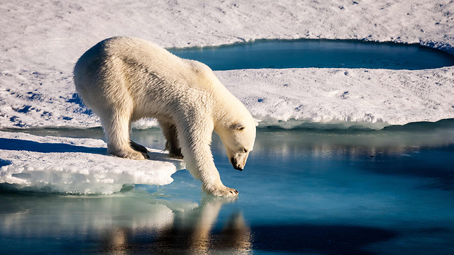 דוב קוטב בים הארקטי (צילום: AFP) (צילום: AFP)