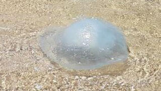 Медуза на берегу. Фото: Ади Полак (צילום: עדי פולק)