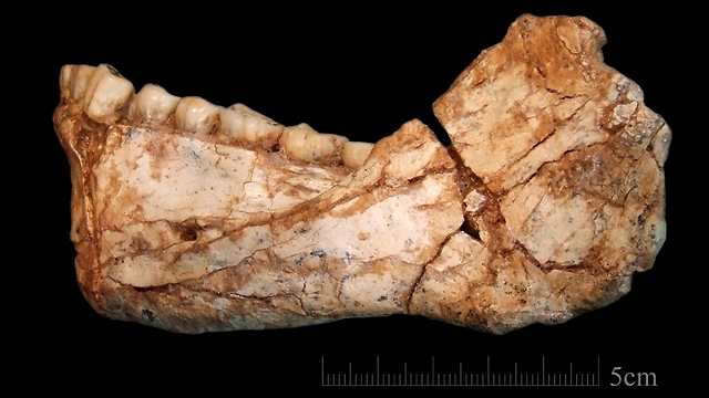 שיניים שנמצאו במכרה (צילום: EPA) (צילום: EPA)