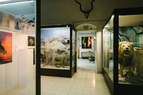 במוזיאון הטבע משתלבים בין הפוחלצים צילומים של בוגרי בצלאל (צילום: דור קדמי)