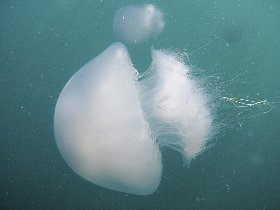 Медуза и ее жгучие нити. Фото: пресс-служба Техниона