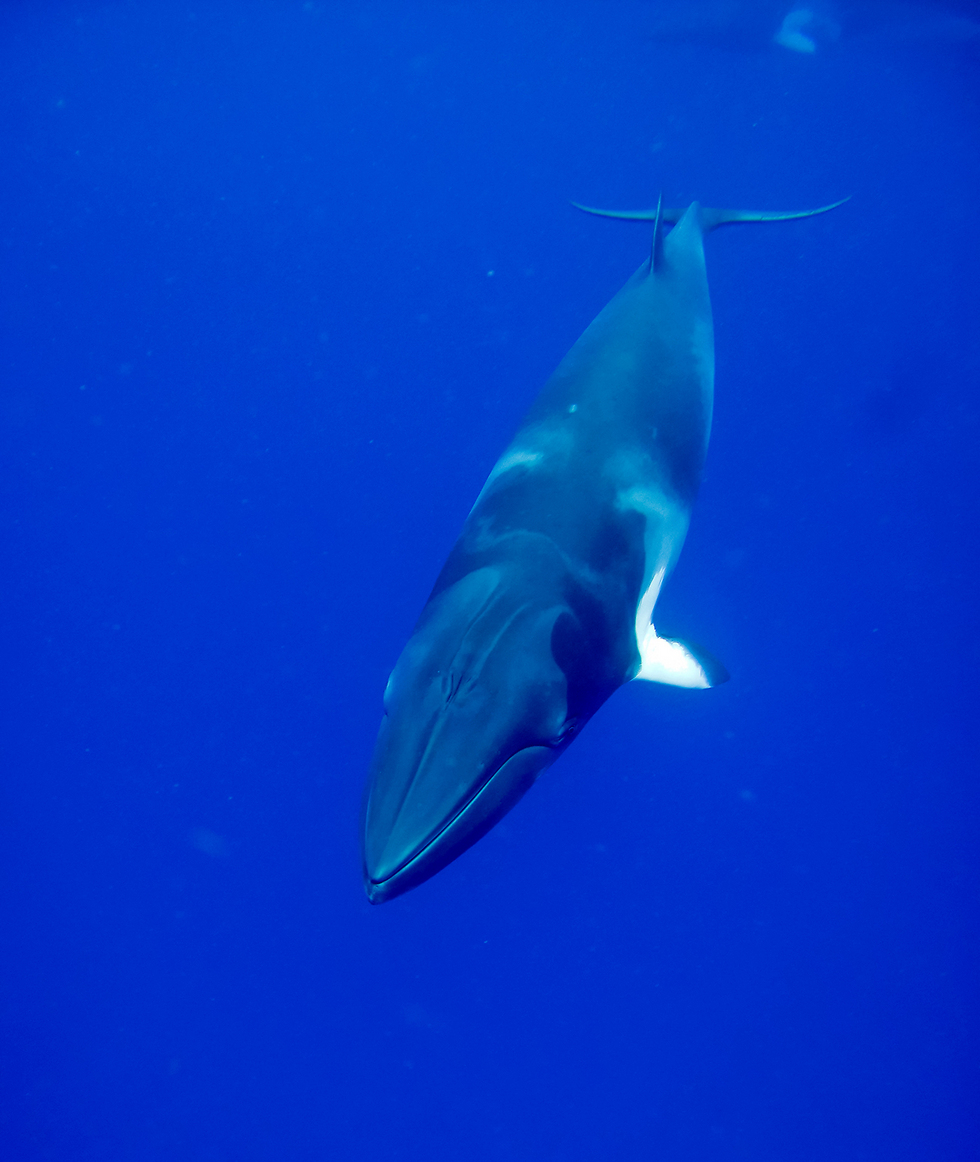 לווייתן מינקי (גוץ) בטבע (צילום: shutterstock) (צילום: shutterstock)