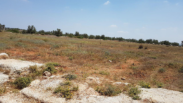 השטח שהוכשר להקמת מגרש כדורגל, ליד עזון (צילום: יואב זיתון) (צילום: יואב זיתון)