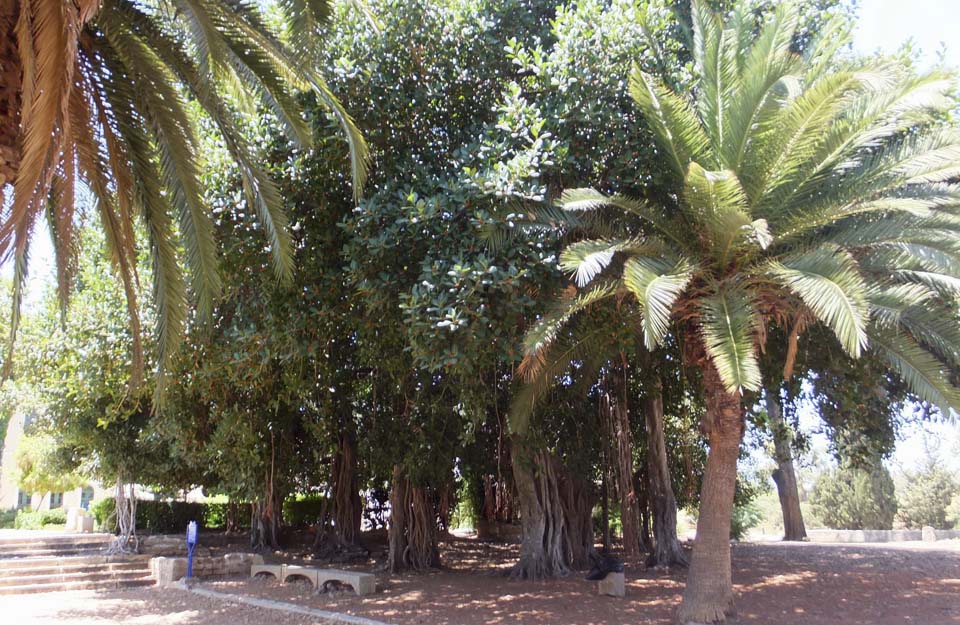 Бенгальский фикус в Микве-Исраэль -самое большое по площади дерево в Израиле. Фото: Леон Левитас