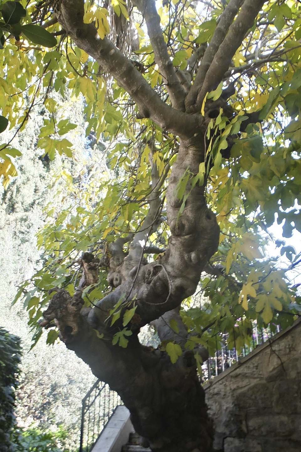 Древнее фиговое дерево в Цфате