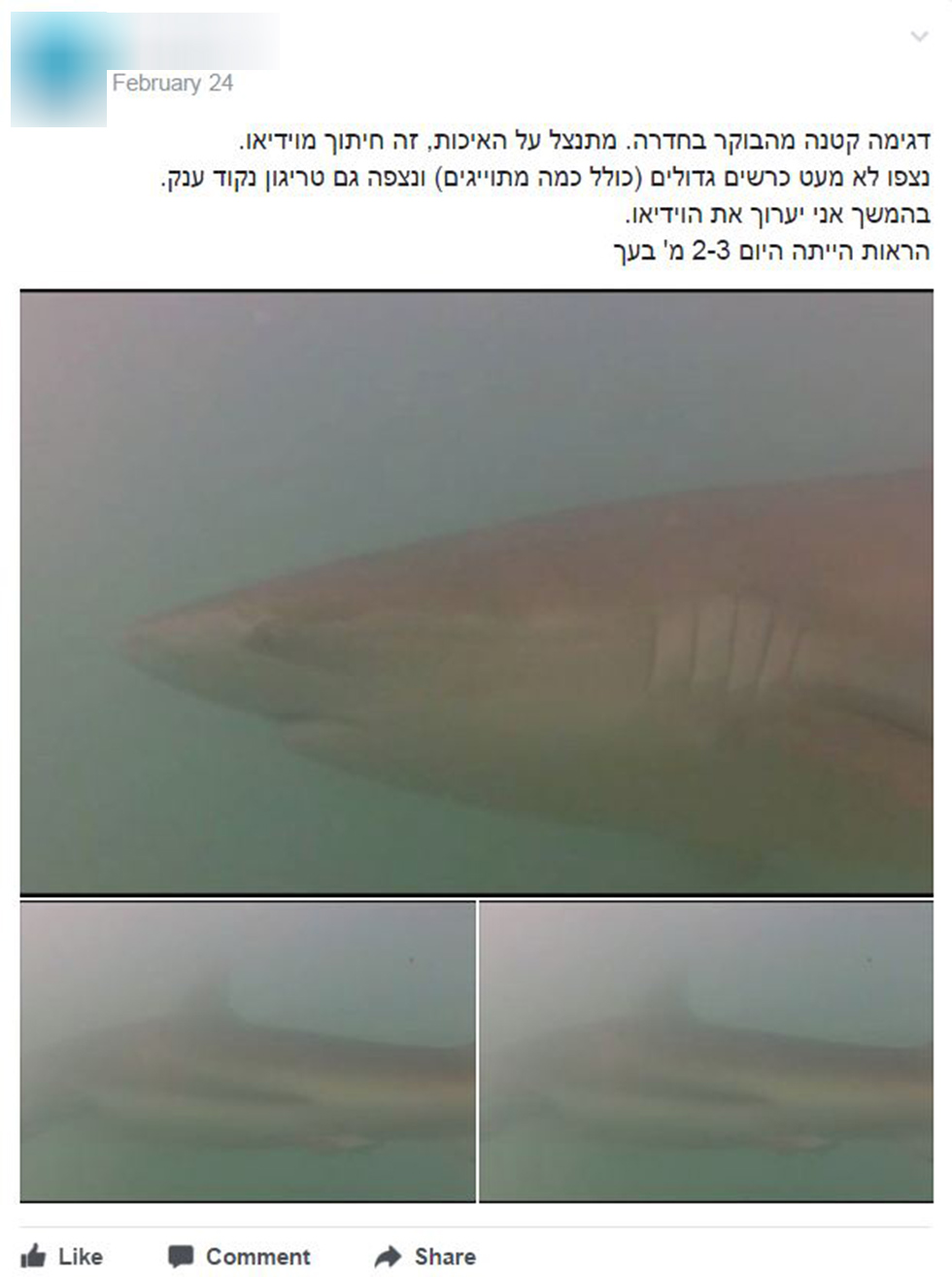  (צילום מסך מתוך קבוצת הפייסבוק  "כרישים בישראל") (צילום מסך מתוך קבוצת הפייסבוק  