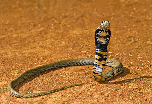 Пустынная кобра. Фото: shutterstock