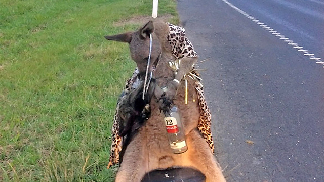 הקנגורו המת שנורה לפחות שלוש פעמים נמצא על ידי עובר אורח בצדי כביש (צילום: AFP) (צילום: AFP)