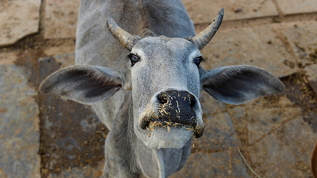 אכילת פרה אסורה ושחיטה מוגבלת ברוב המדינות בהודו (צילום: AFP) (צילום: AFP)