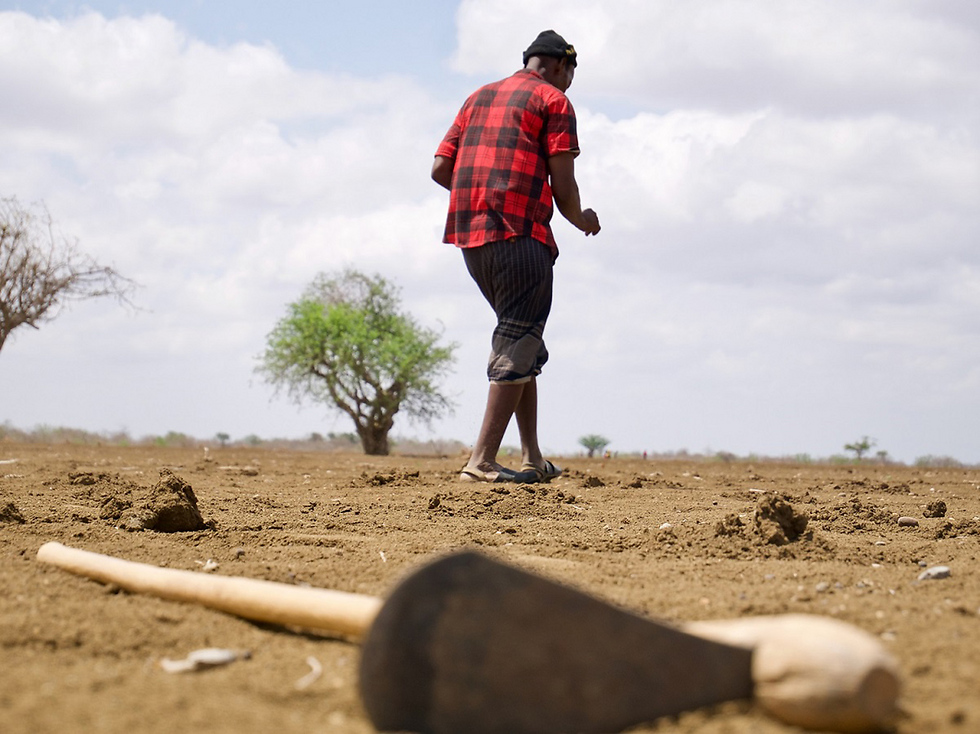 אייזק זורע זרעי דורה לפני שיכסה אותם באדמה. תקוותו היא שהגשמים הקרובים יסייעו לו לקום על רגליו ולפרנס את משפחתו (צילום: ICRC/Abdikarim Mohamed) (צילום: ICRC/Abdikarim Mohamed)