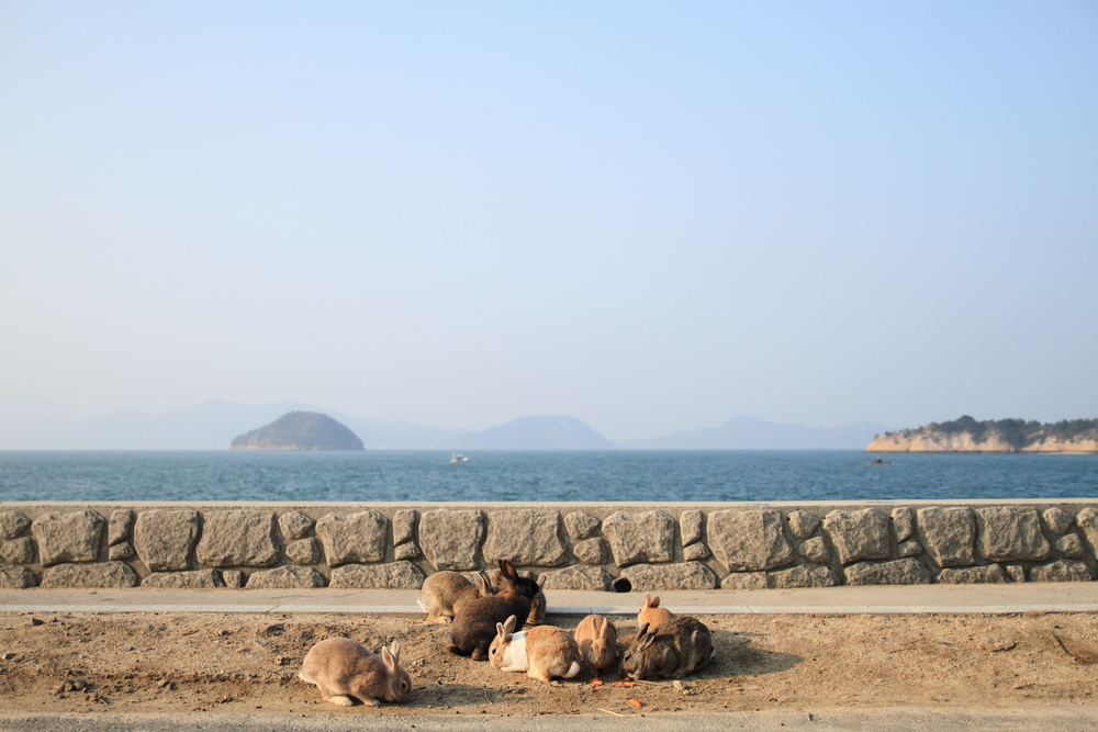ממלחמה יצא מתוק: אי הארנבים ביפן (צילום: shutterstock) (צילום: shutterstock)