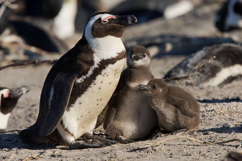 פינגווין בדרום אפריקה | דני לרדו ()
