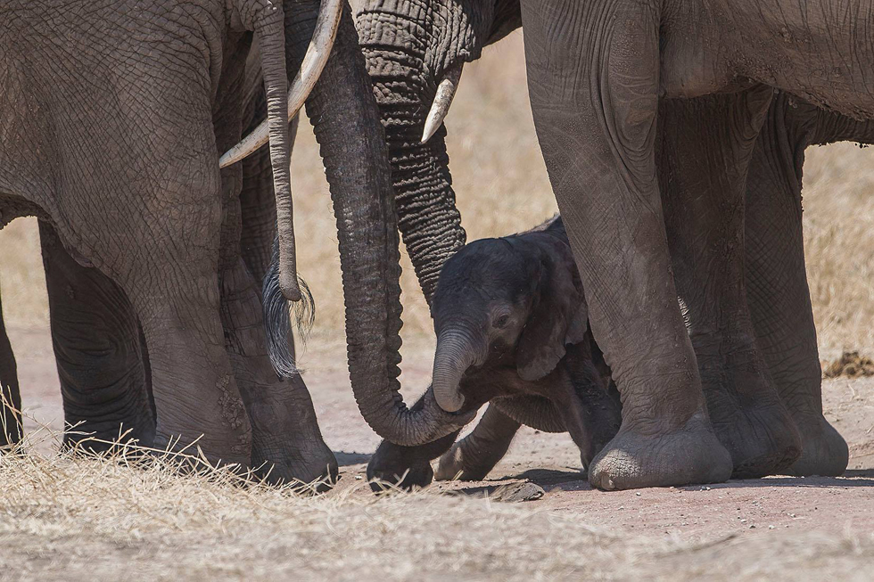 גור פילים בצעדים ראשונים בטנזניה | גדי שמילה ()