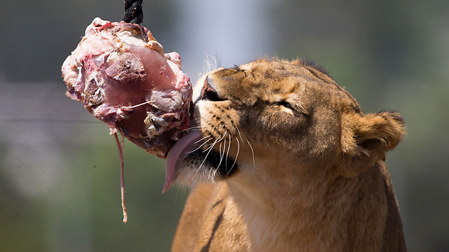 Archive / A lioness at Ramat Gan safari eats a meaty ice lolly during a heatwave  (Photo: AP)