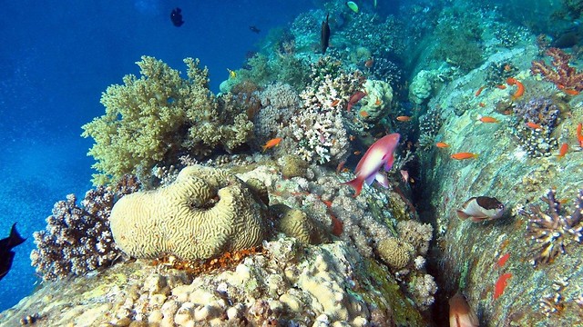 Коралловый риф в районе нового пляжа. Фото: Амир Штерн