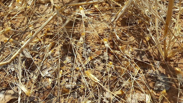 שיבוליות של חיטת בר מפוזרות על הקרקע (צילום: רז אבני - אוניברסיטת תל אביב) (צילום: רז אבני - אוניברסיטת תל אביב)