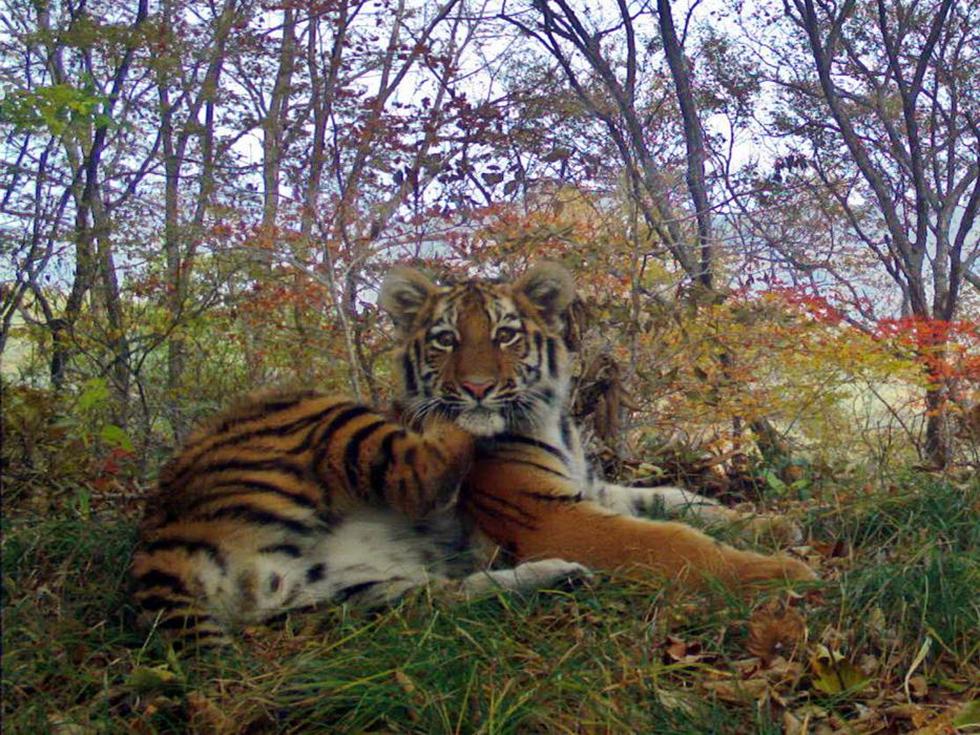  (צילום: Land of the Leopards | leopard-land.ru) (צילום: Land of the Leopards | leopard-land.ru)