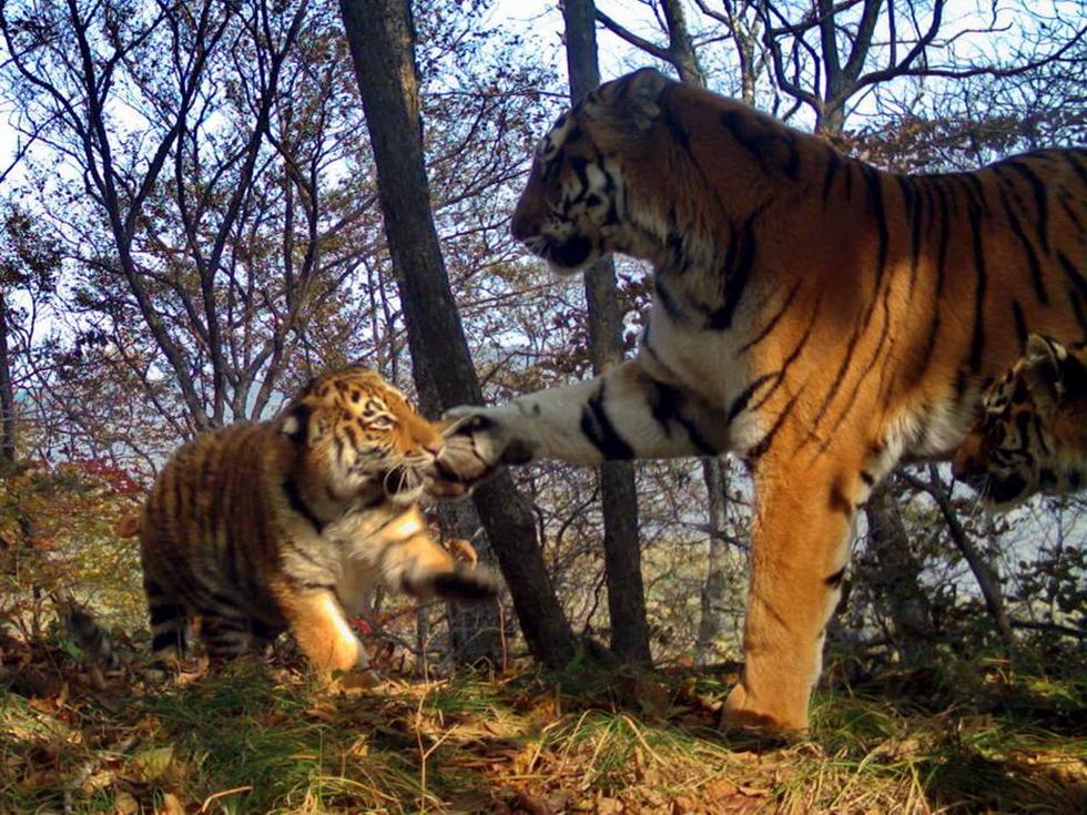  (צילום: Land of the Leopards | leopard-land.ru) (צילום: Land of the Leopards | leopard-land.ru)