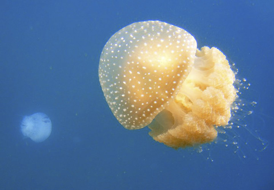 Медуза у берегов Израиля. Фото: Моше Зореа