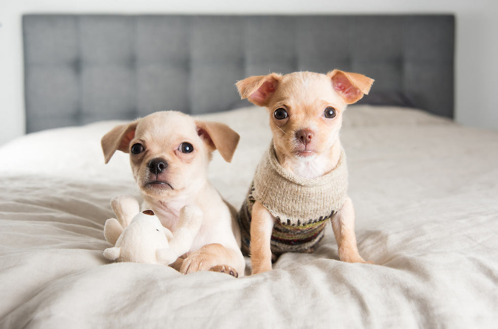 משפרים כל מערכת יחסים. כלבלבים חמודים (צילום: Shutterstock) (צילום: Shutterstock)