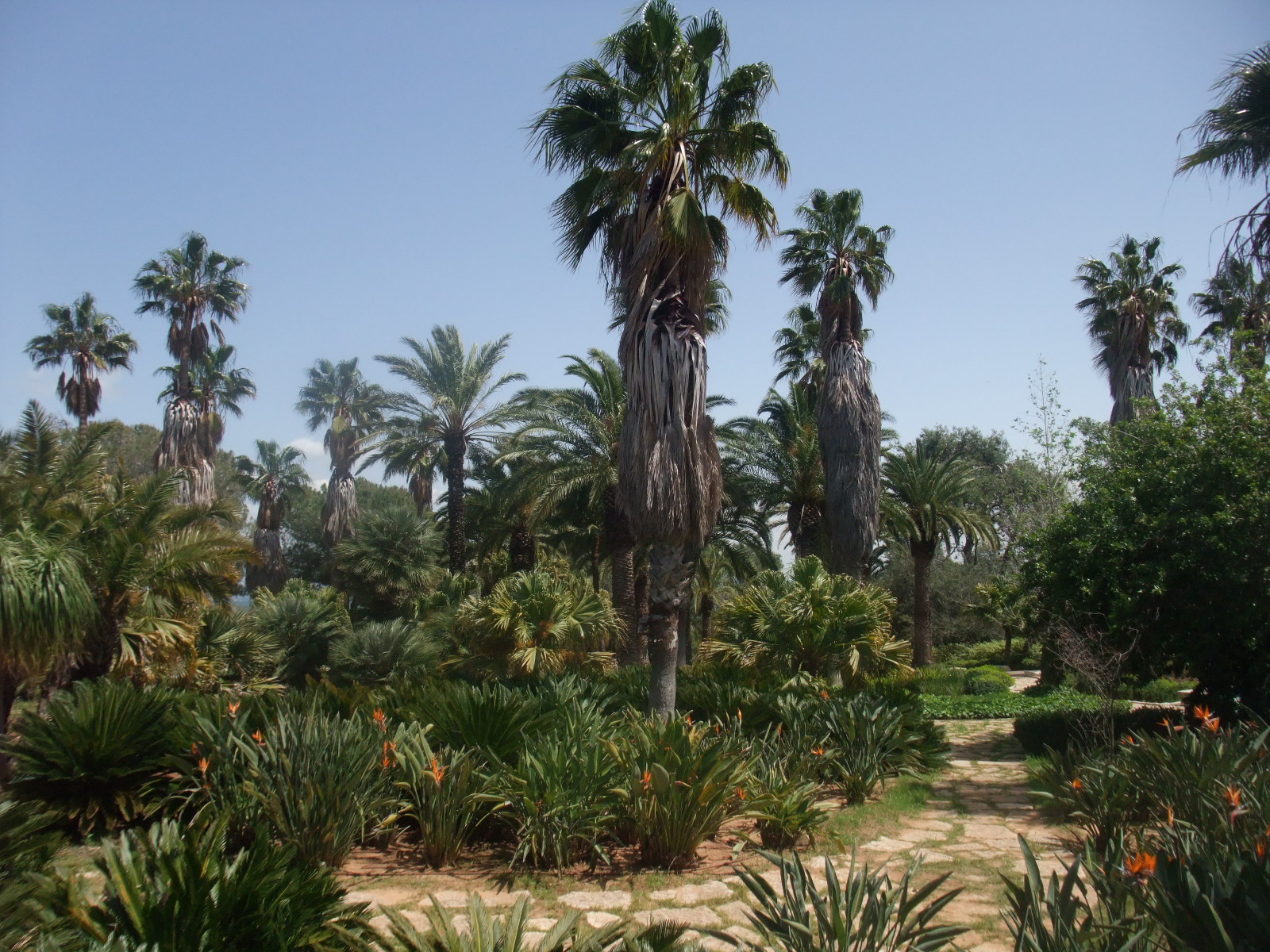 Участок пальм в парке Ротшильда в Зихрон-Яакове