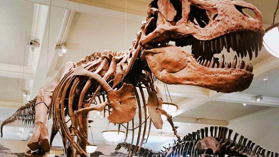 האם הוא יקום לתחייה? הדינוזאור המפורסם במוזיאון ()