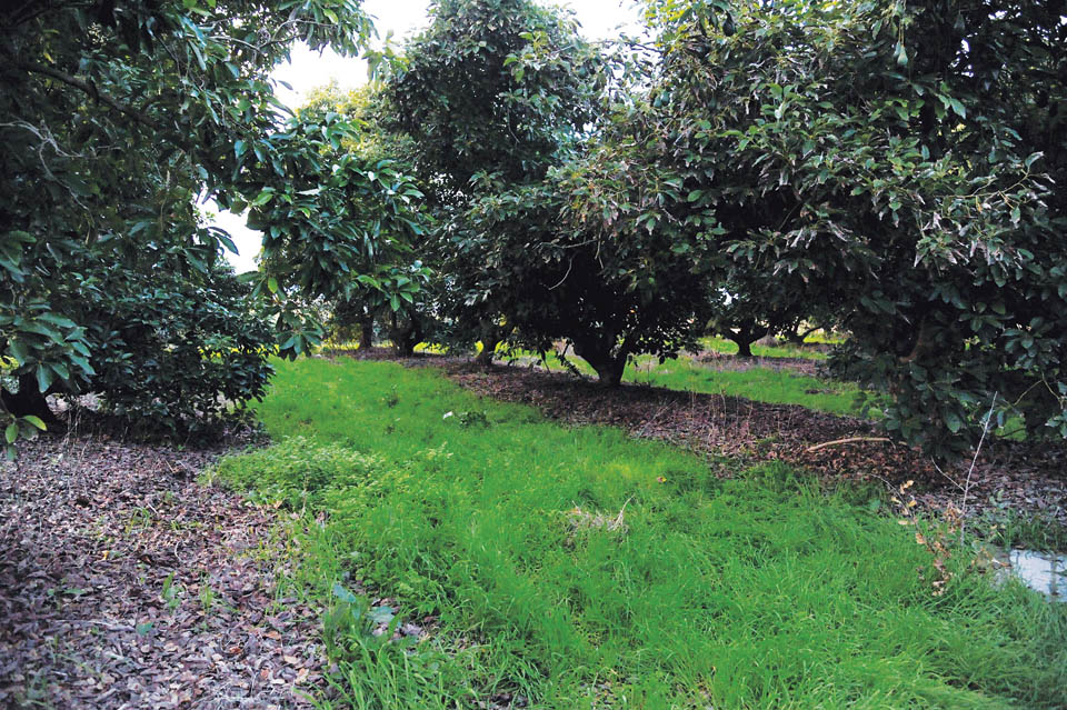 Плантации авокадо близ Хадеры. Фото: Арах Йофи Коэн