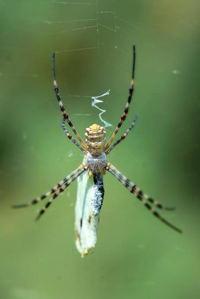 עכביש כסופי מפורץ במערב הנגב | מיכה מנדל ()