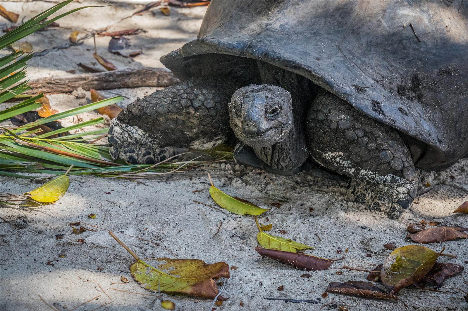 הרבה צבי ענק כאן באיי סיישל (צילום: איתמר קוטלר) (צילום: איתמר קוטלר)