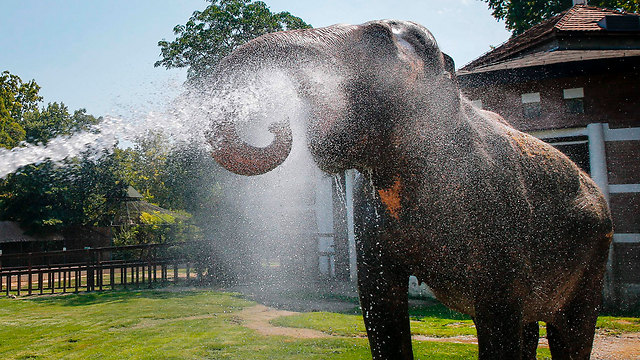 מקלחת לפיל בגן חיות בבלגרד (צילום: AFP) (צילום: AFP)