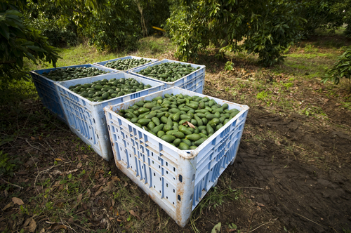 Урожай авокадо. Фото: shutterstock