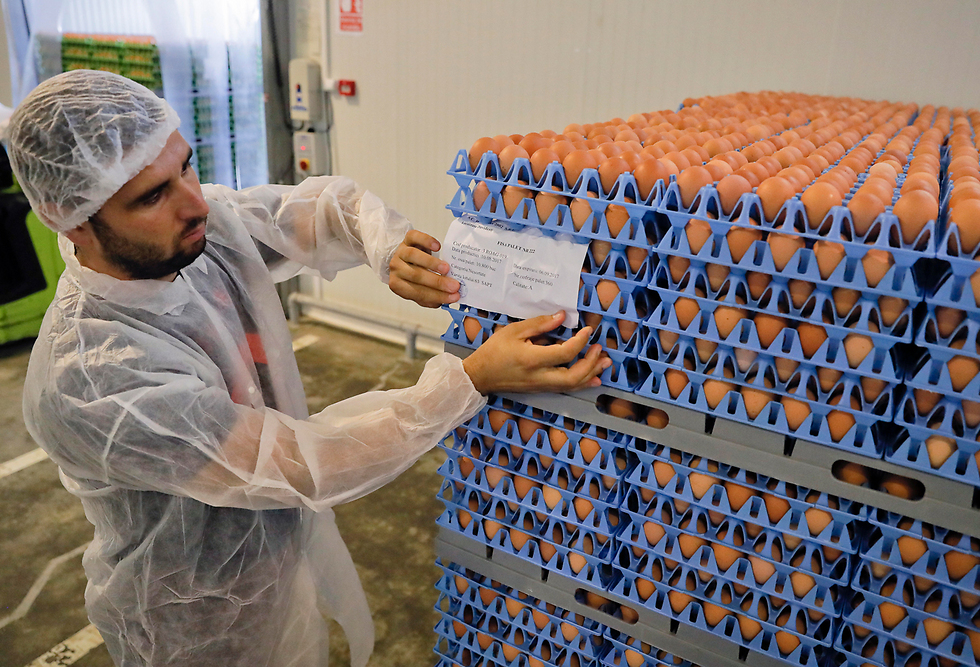 Уничтожение зараженных яиц в Румынии. Фото: AP