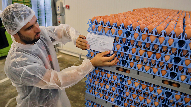 חשש ממיליוני ביצים נגועות. בודקים ביצים ברומניה (צילום: AP) (צילום: AP)